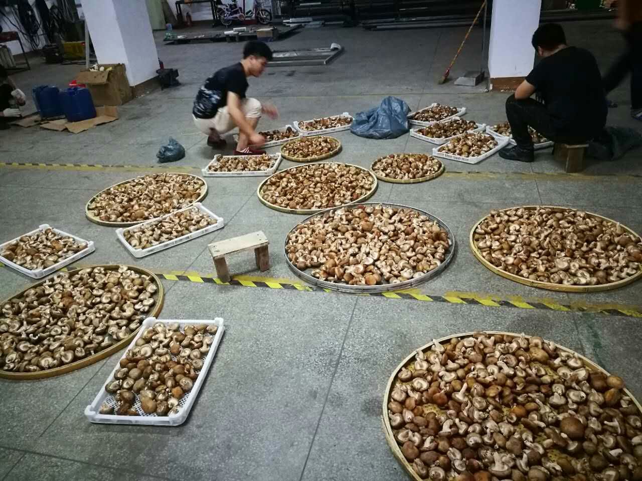 香菇烘干設備