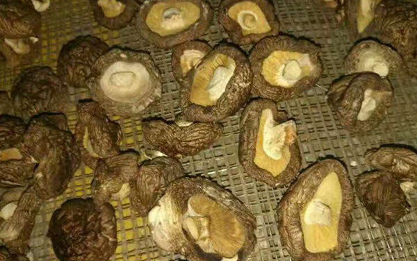 臺灣整體式食用菌烘干模塊—香菇烘干機