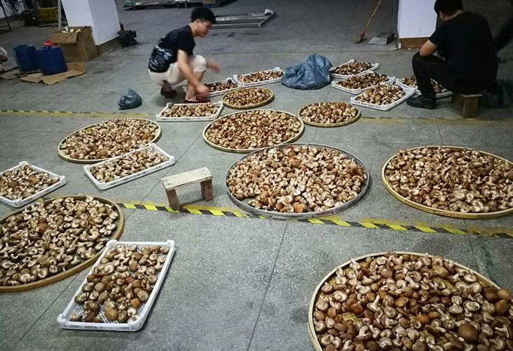 木耳烘干機