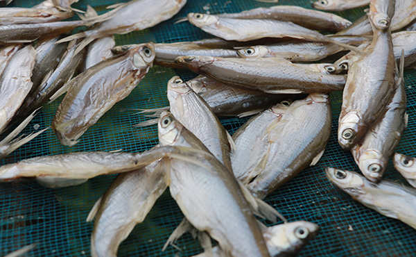 量產千斤小魚烘干房