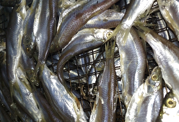 小型小魚烘干機