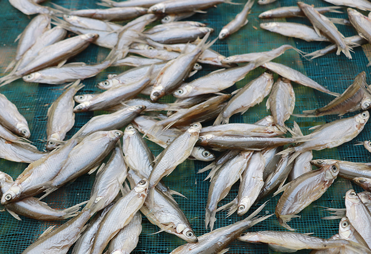小魚仔烘干機