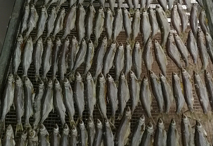 家用小型小魚烘干機