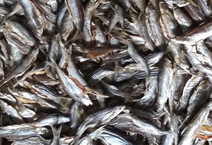 家用小魚烘干機