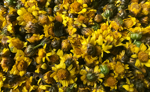 農場胎菊小菊花野菊花烘干